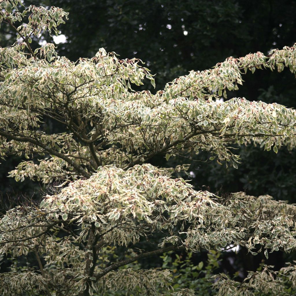 Cornus controversa Variegata - Cornejo de mesa