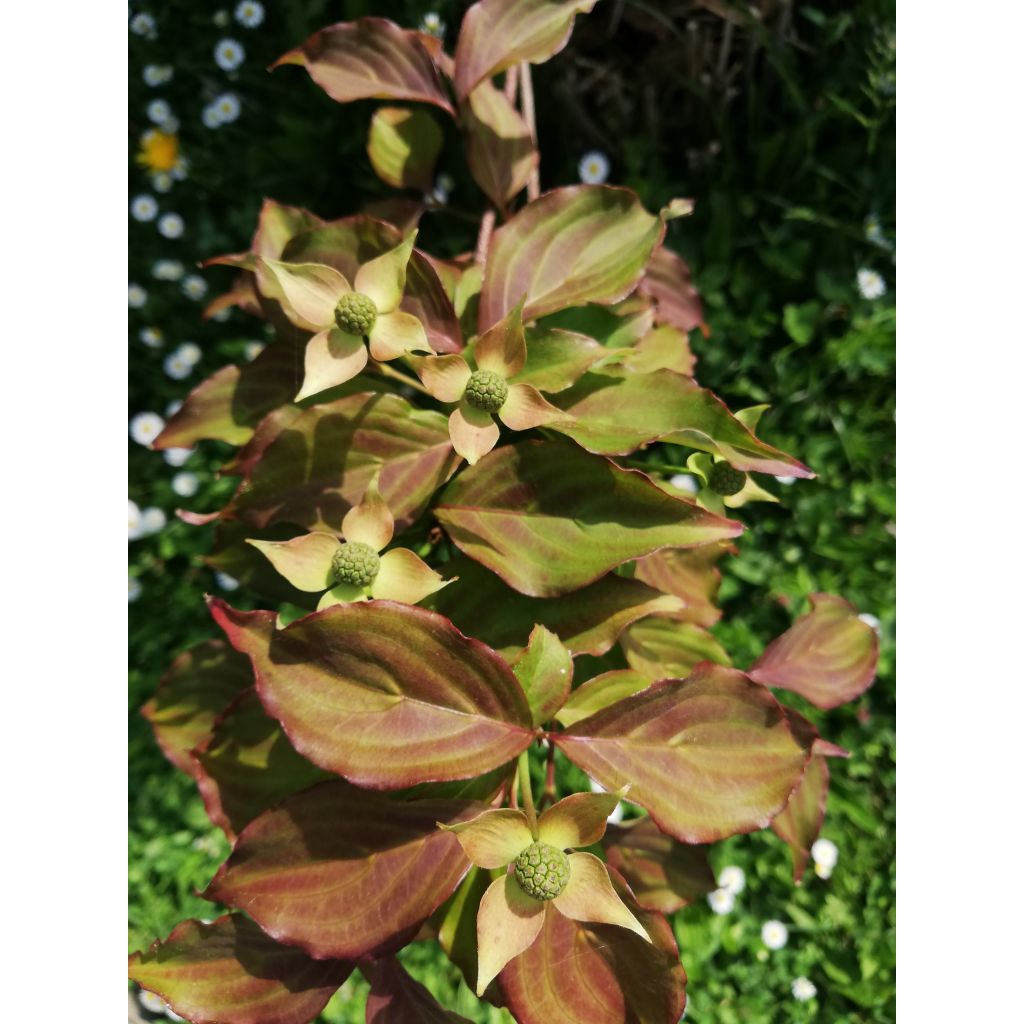 Cornus kousa Cappuccino