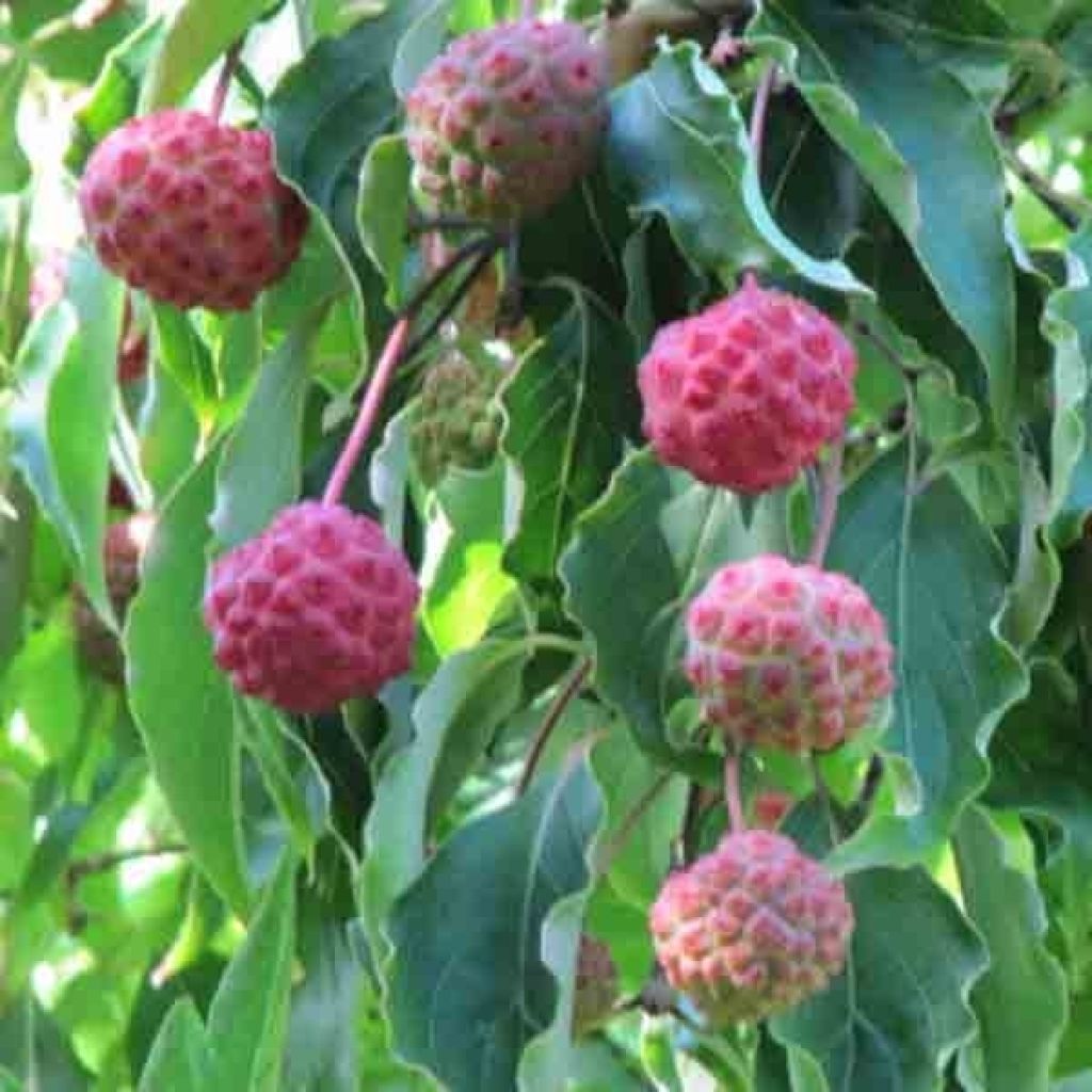 Cornus kousa Milky Way