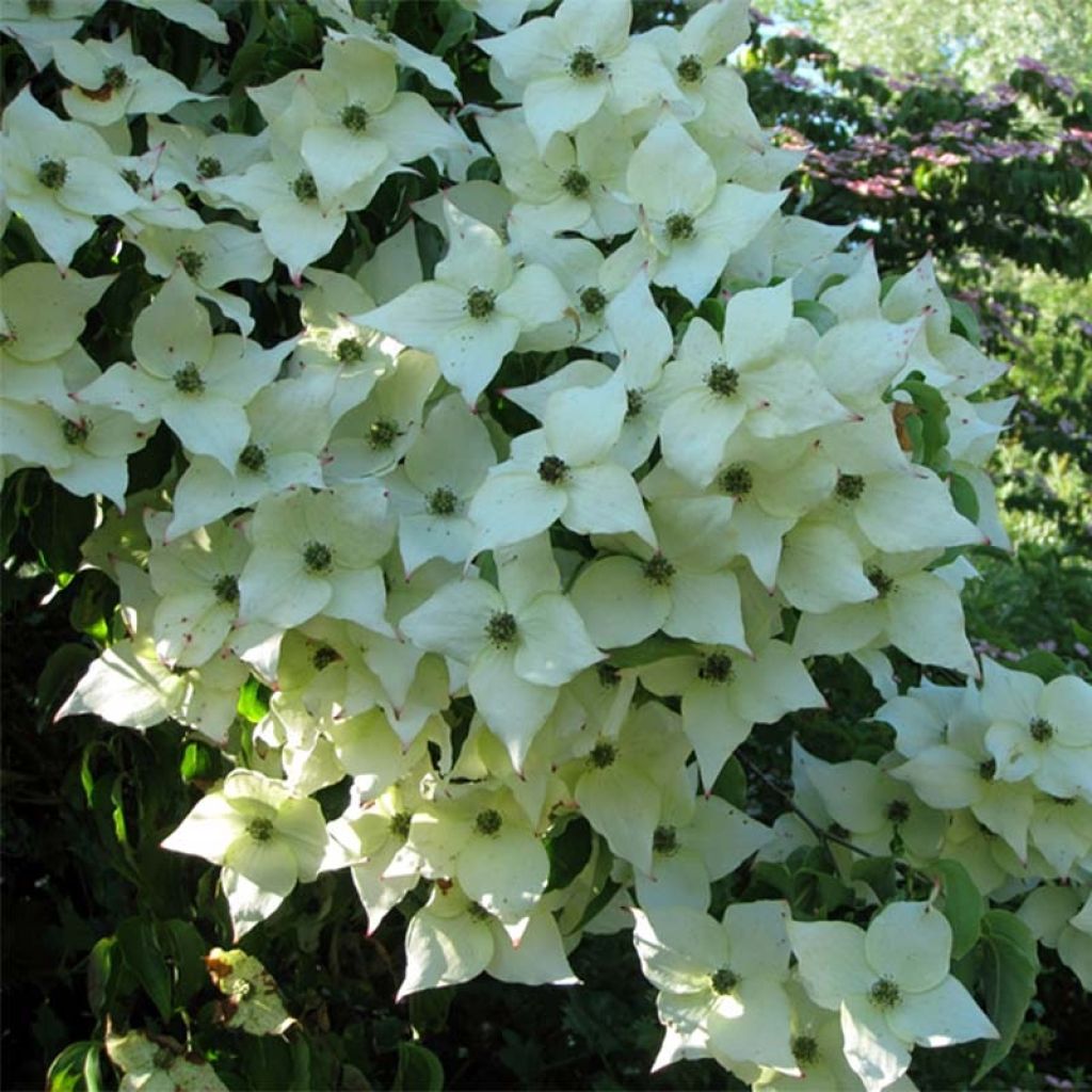 Cornus kousa Milky Way