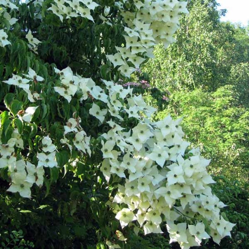 Cornus kousa Milky Way