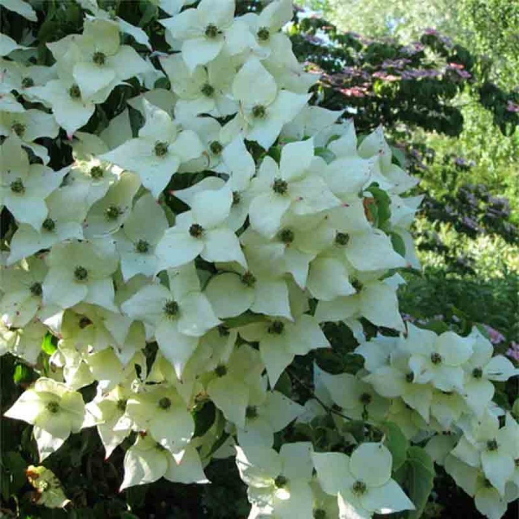 Cornus kousa Milky Way