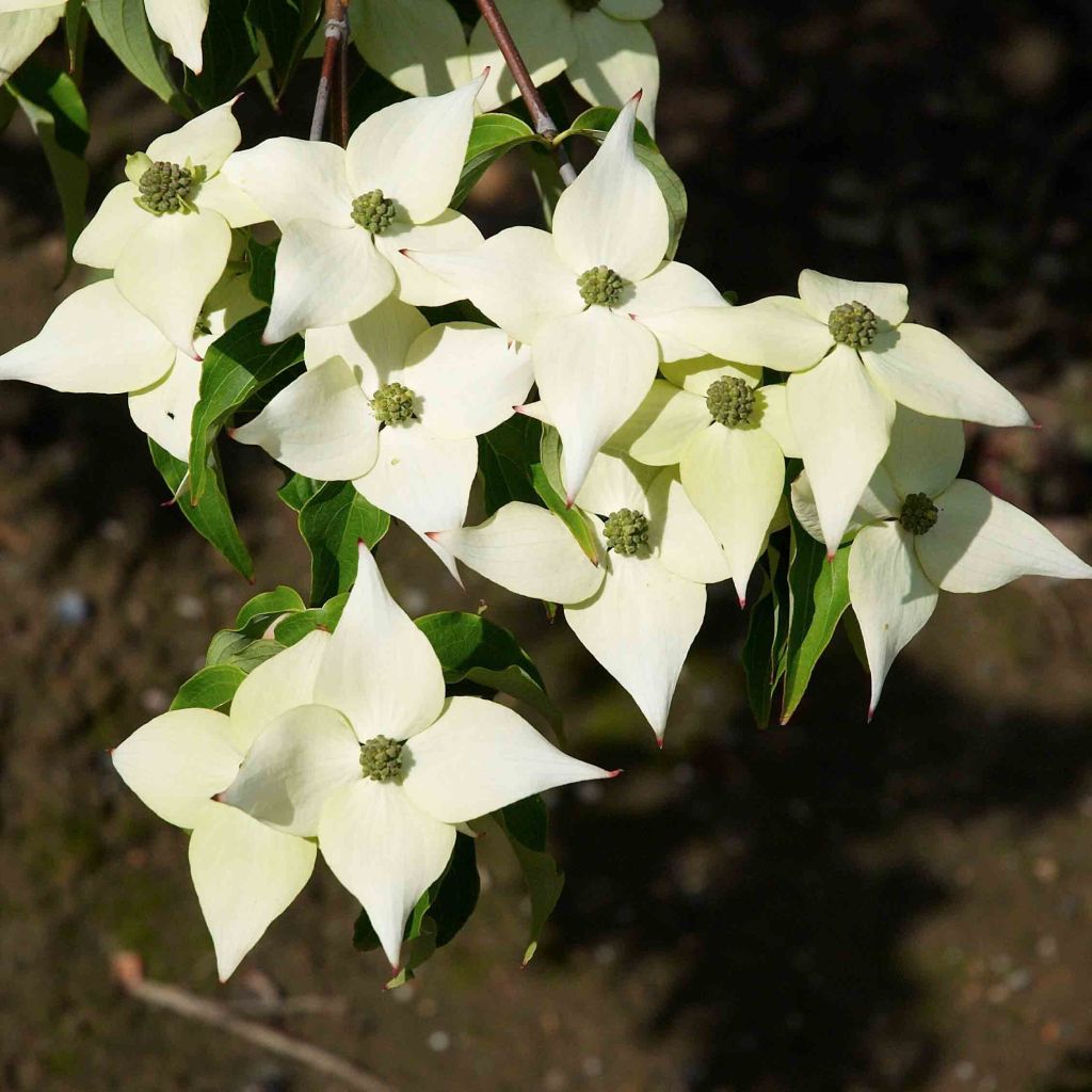 Cornus kousa Milky Way