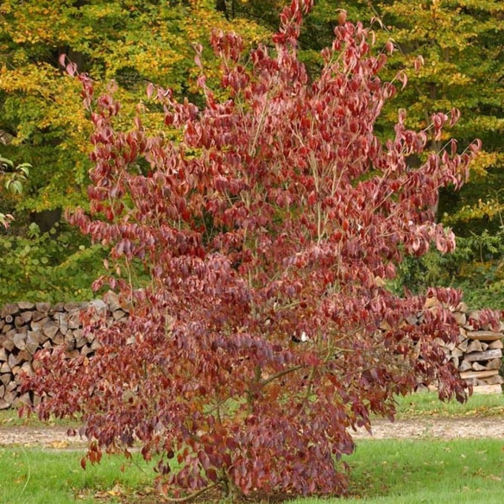 Cornus kousa subsp. chinensis Great Star