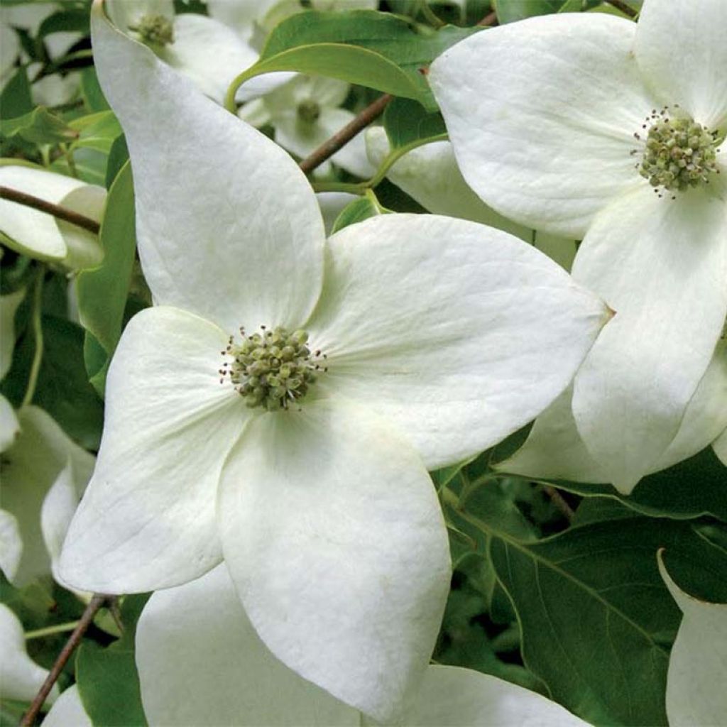 Cornus kousa subsp. chinensis Great Star