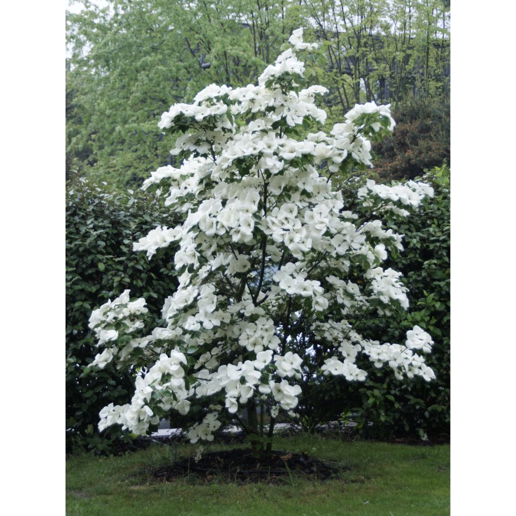 Cornus Venus