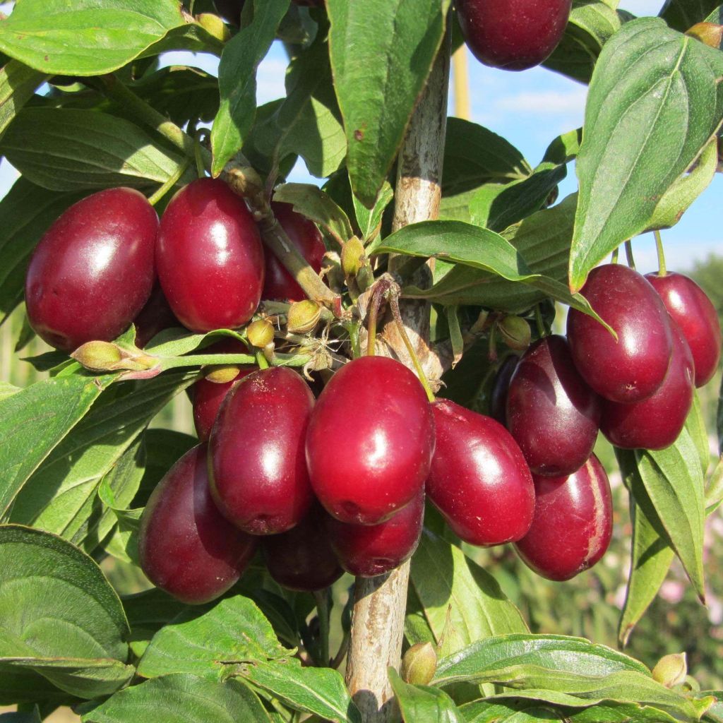 Cornejo macho Jolico - Cornus mas