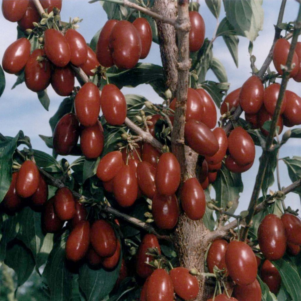 Cornejo macho Jolico - Cornus mas