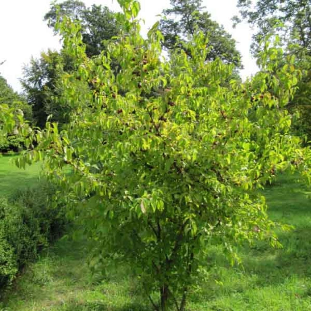 Cornus mas - Cornejo macho