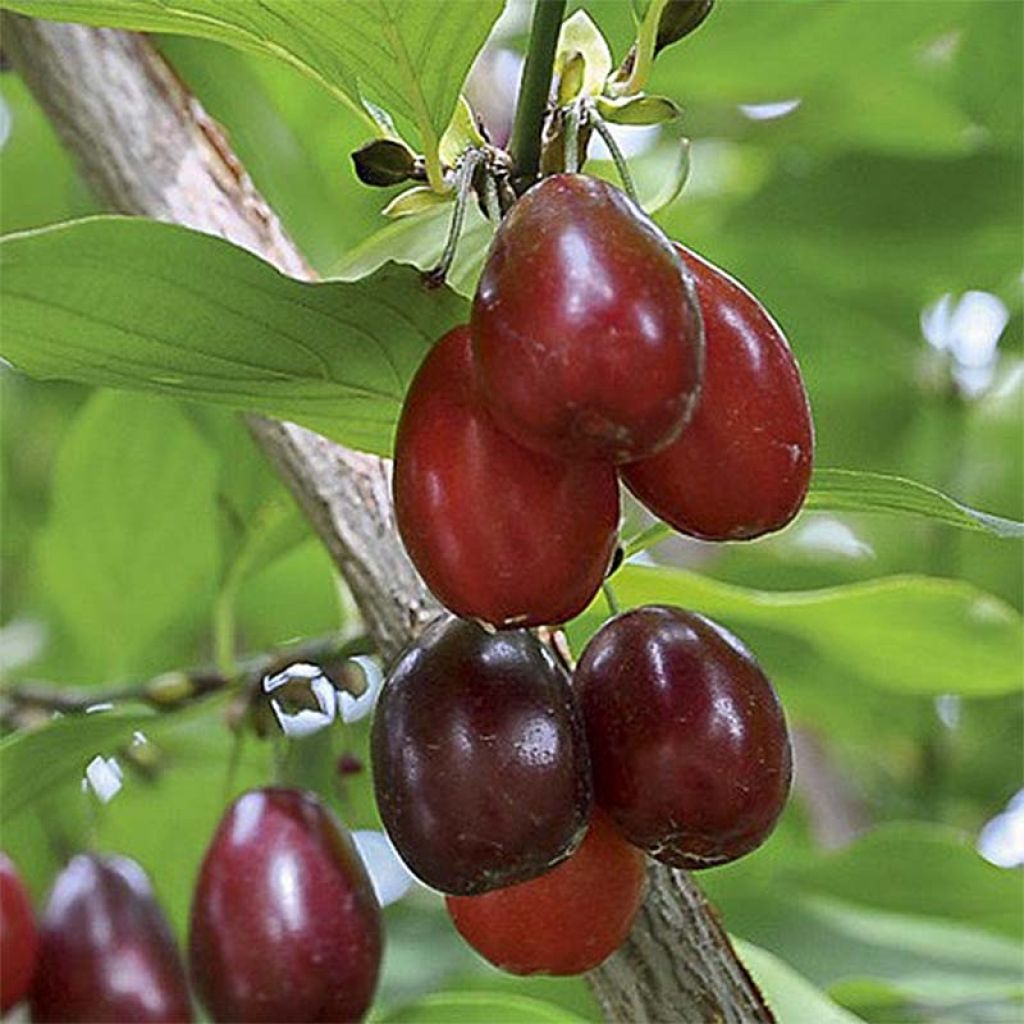 Cornejo macho Schönbrunner Gourmet Dirndl - Cornus mas