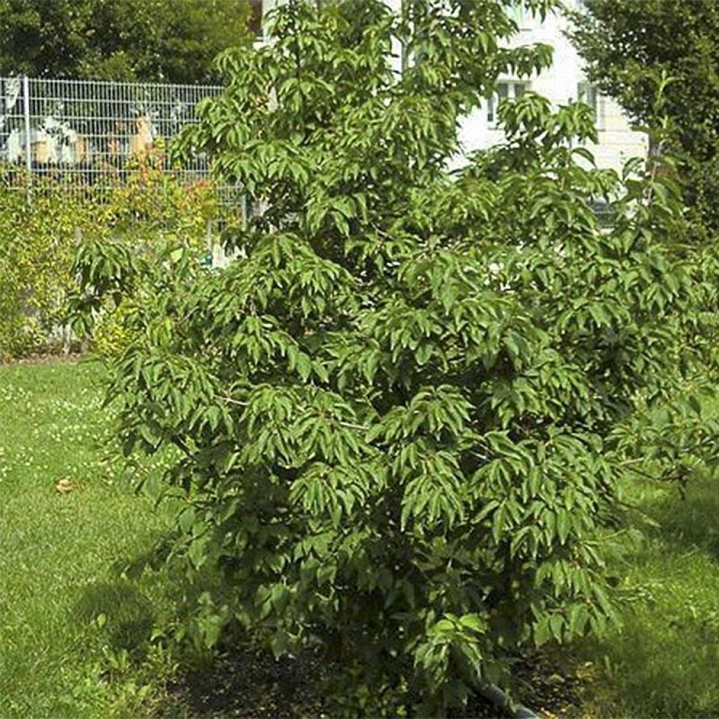 Cornejo macho Schönbrunner Gourmet Dirndl - Cornus mas