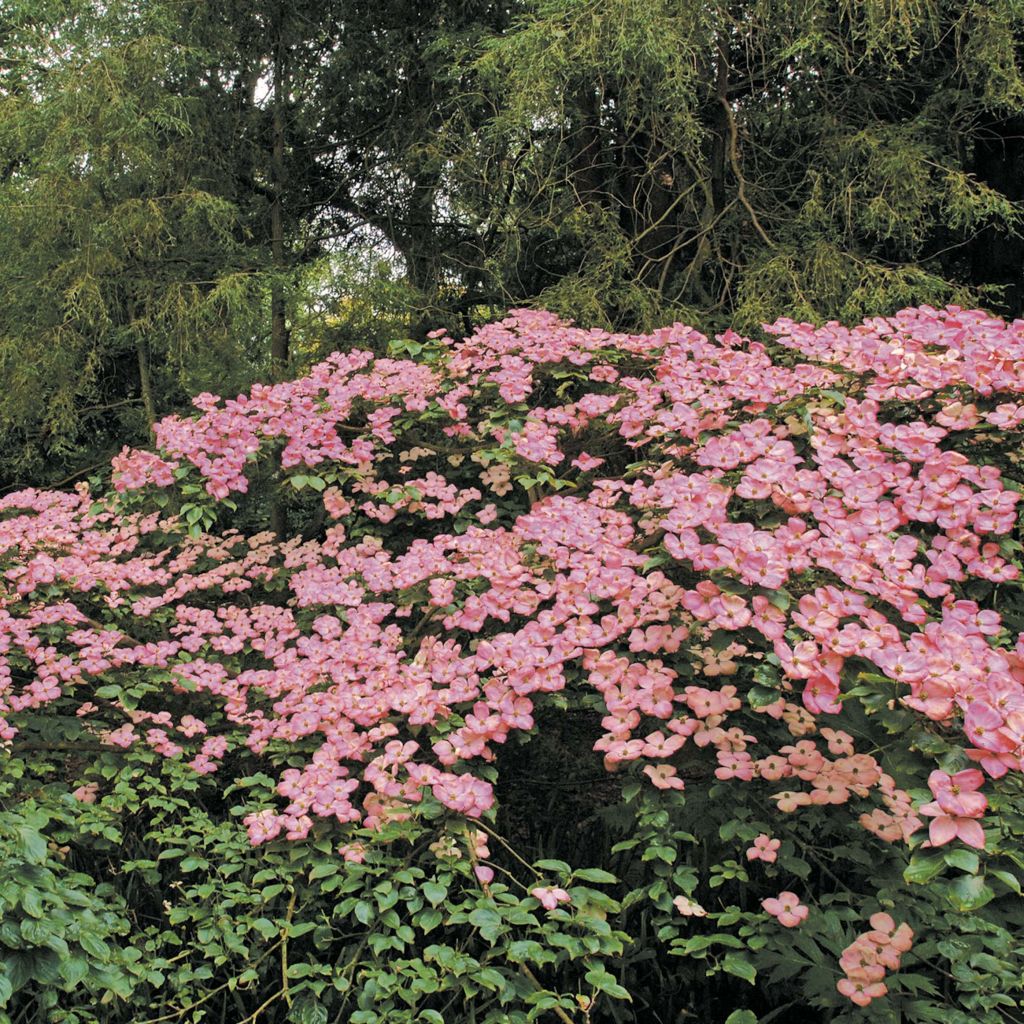 Cornus kousa Satomi