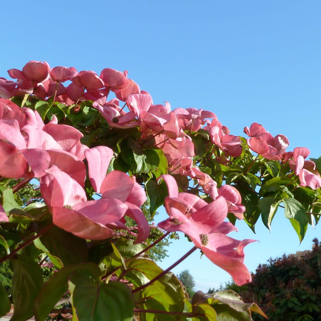 Cornus kousa Satomi