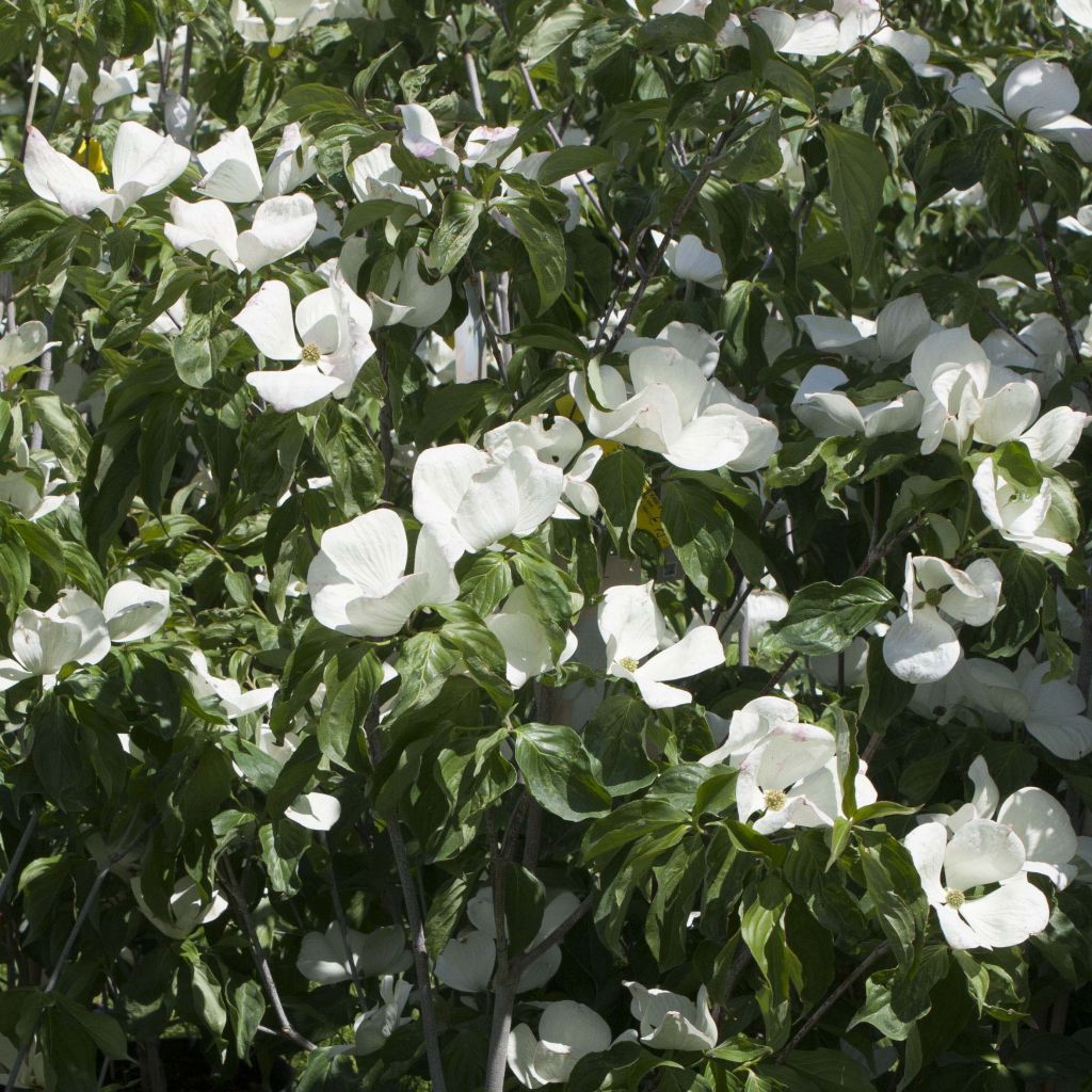 Cornus Venus