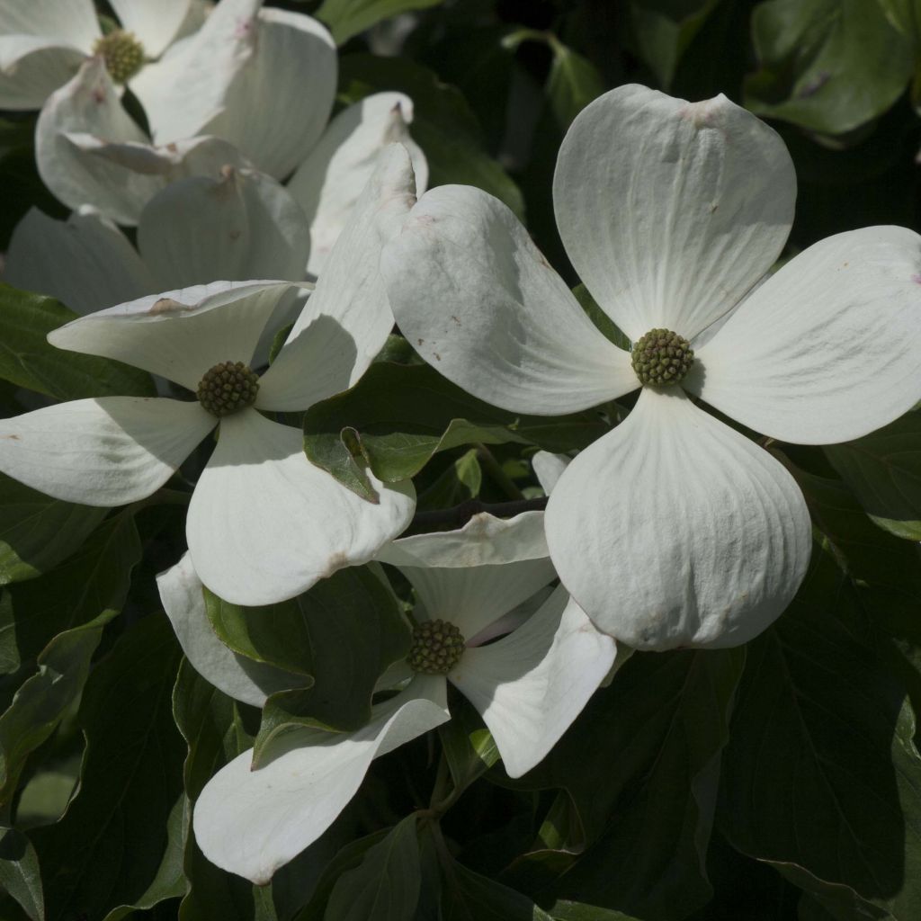 Cornus Venus
