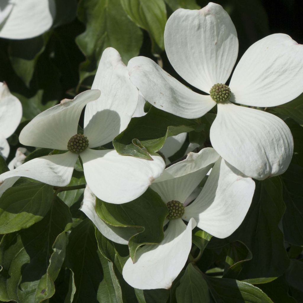 Cornus Venus
