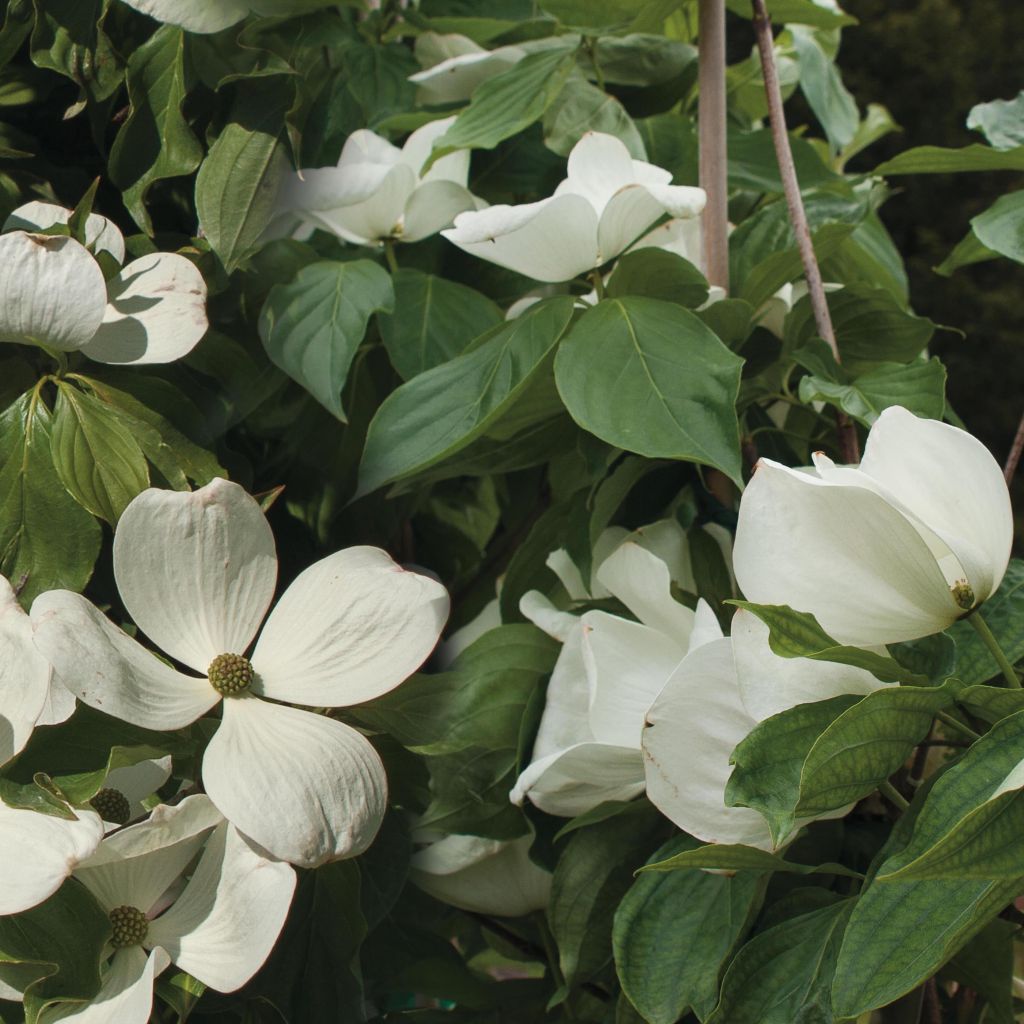 Cornus Venus