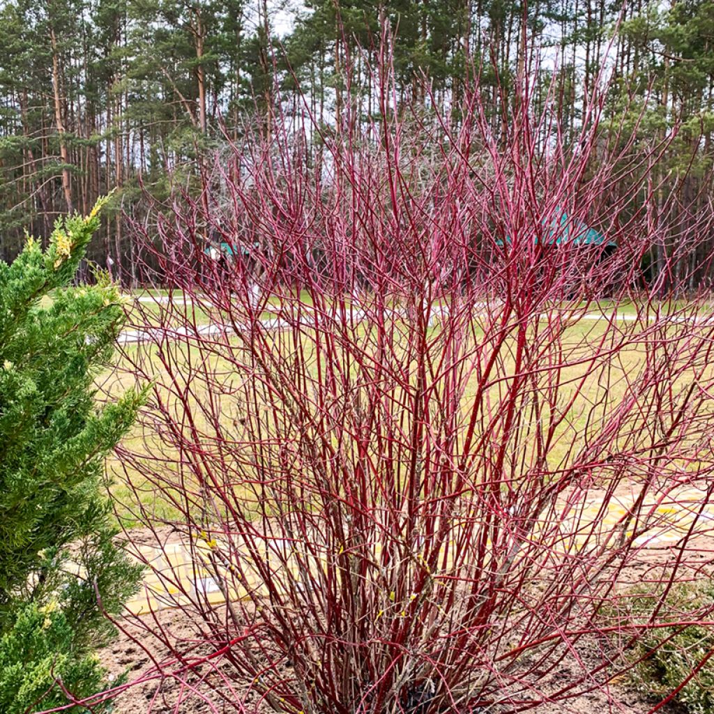 Cornus sanguinea - Cornejo rojo