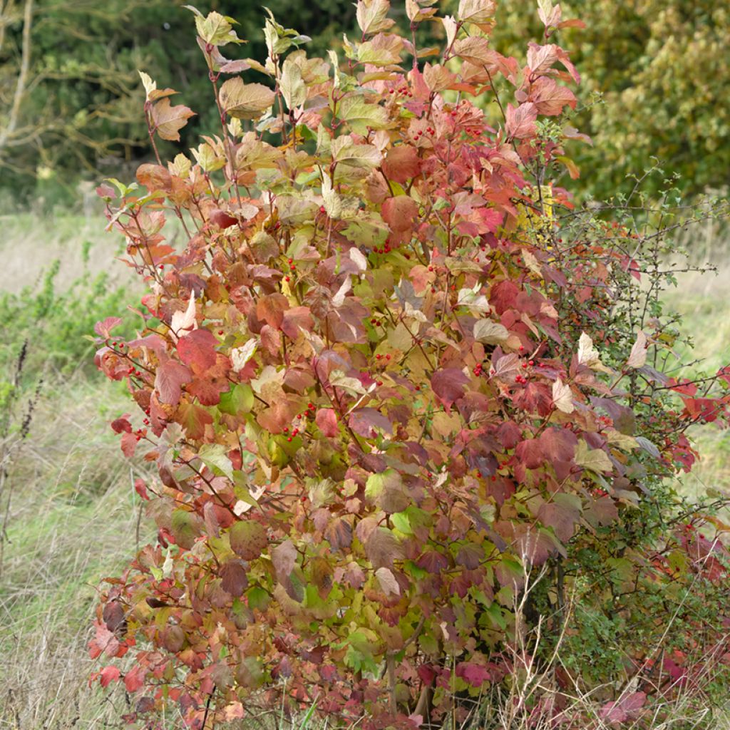 Cornus sanguinea - Cornejo rojo