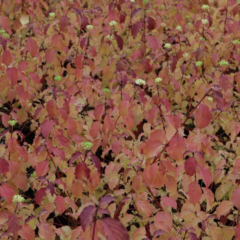 Cornus sanguinea Winter Beauty - Cornejo rojo