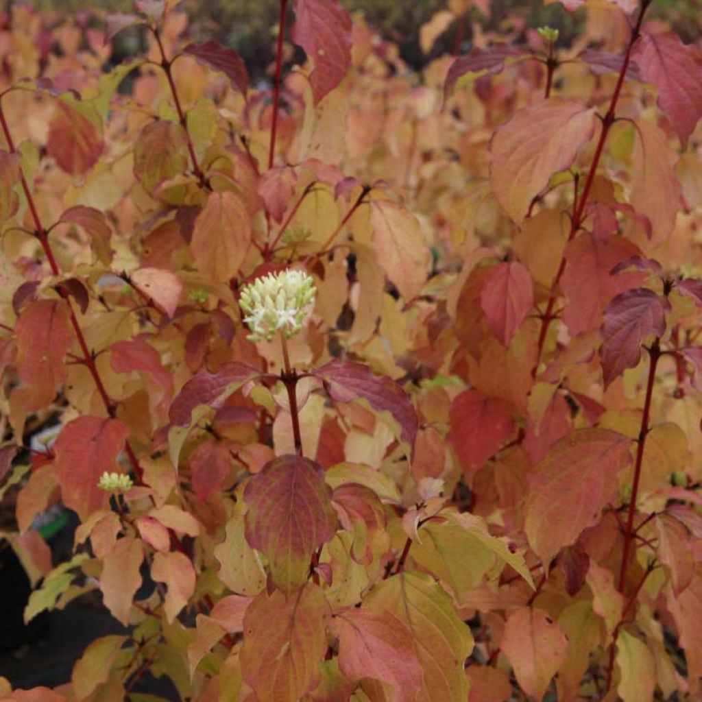 Cornus sanguinea Winter Beauty - Cornejo rojo