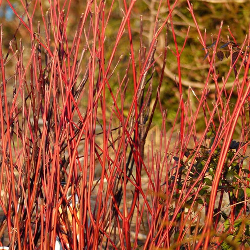 Cornus sericea Cardinal - Cornejo colorado de arroy