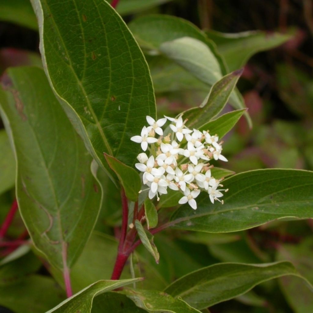 Cornus sericea Kelseyi - Cornejo colorado de arroy