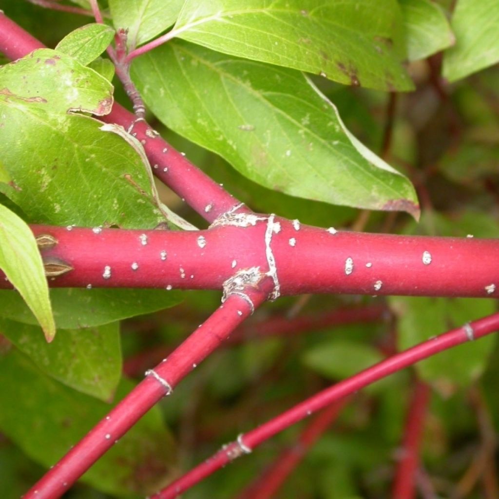 Cornus sericea Kelseyi - Cornejo colorado de arroy