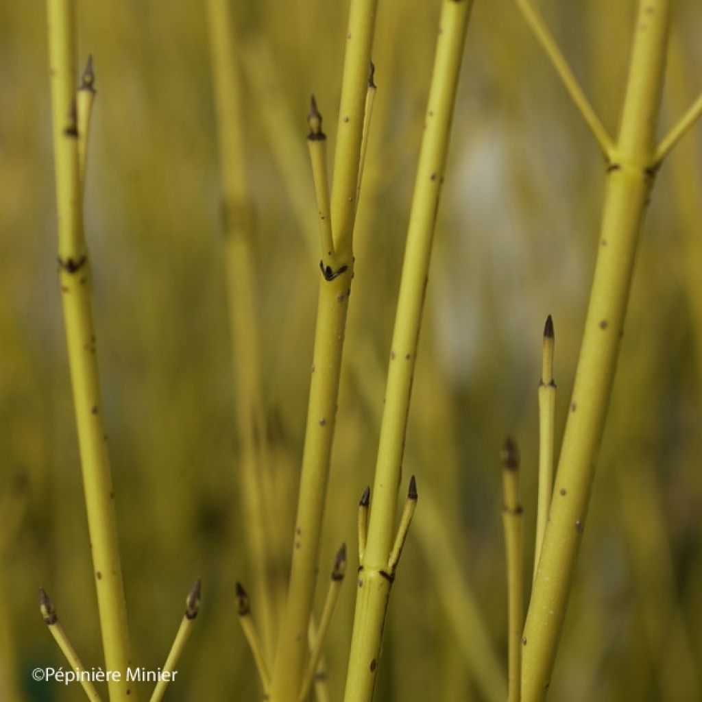 Cornus sericea Flaviramea - Cornejo colorado de arroy