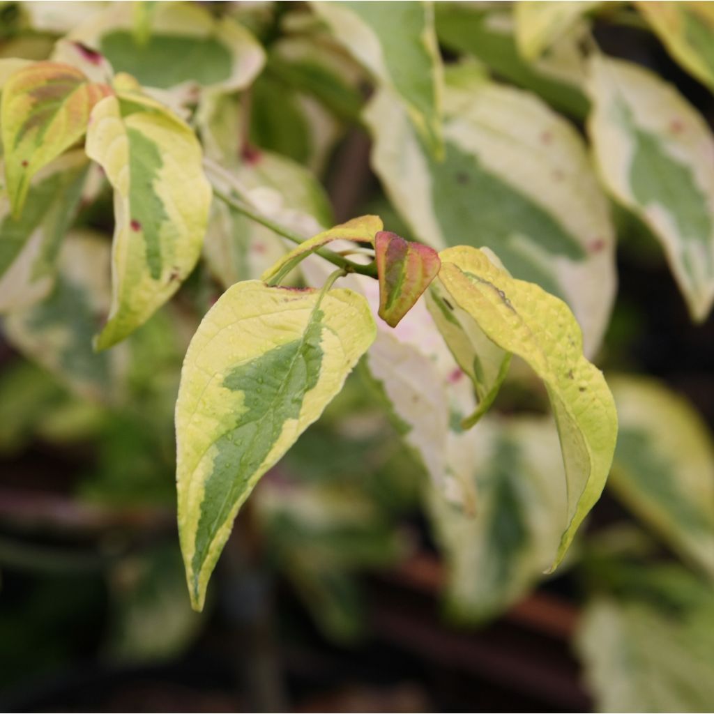 Cornus alternifolia Golden Shadows - Cornejo de hojas alternas