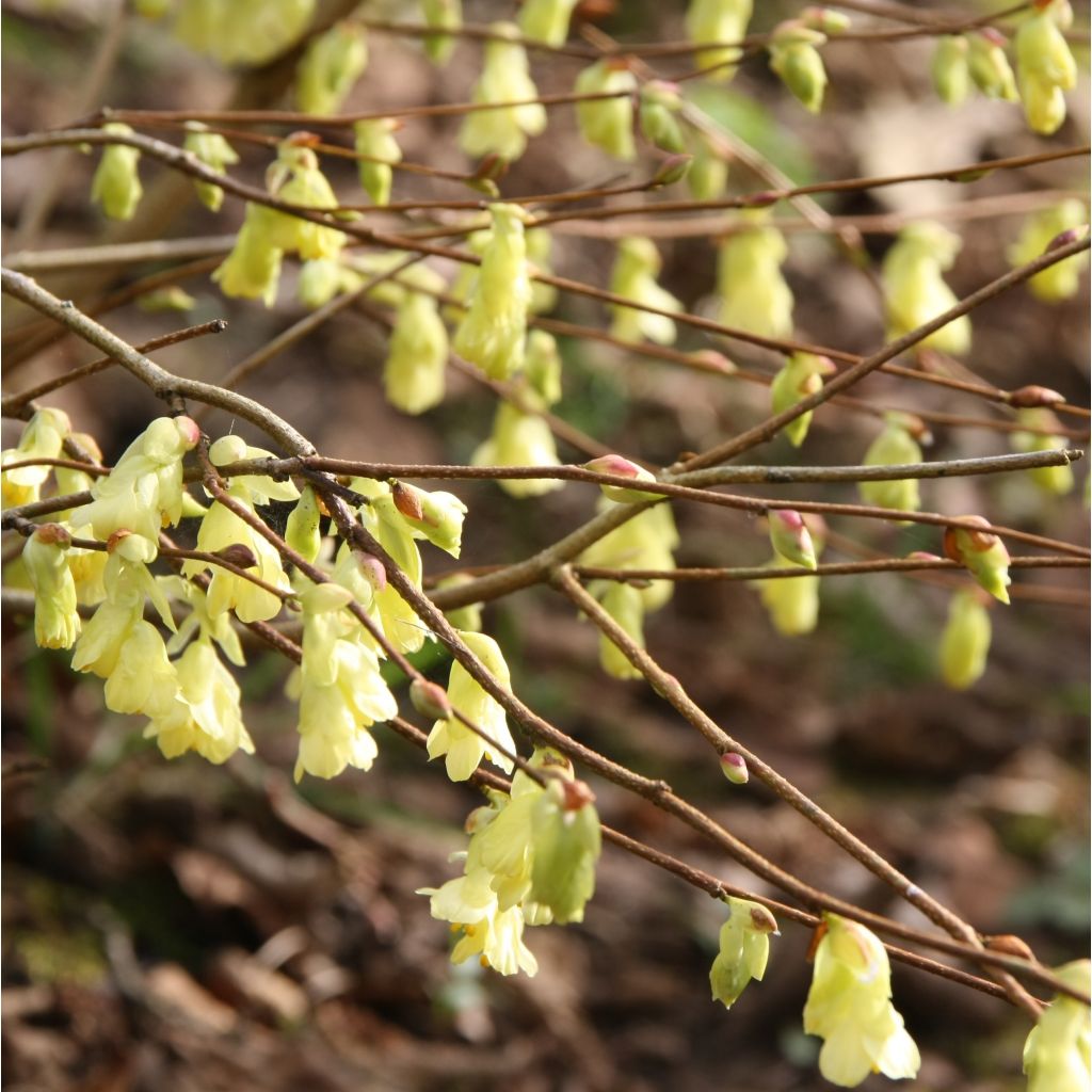 Corylopsis pauciflora - Avellano de Japón