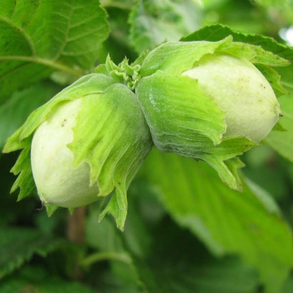 Corylus avellana Contorta - Avellana