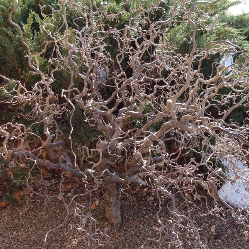 Corylus avellana Contorta - Avellana