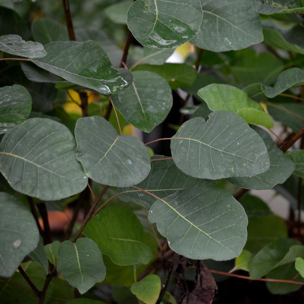 Árbol de las pelucas - Cotinus coggygria