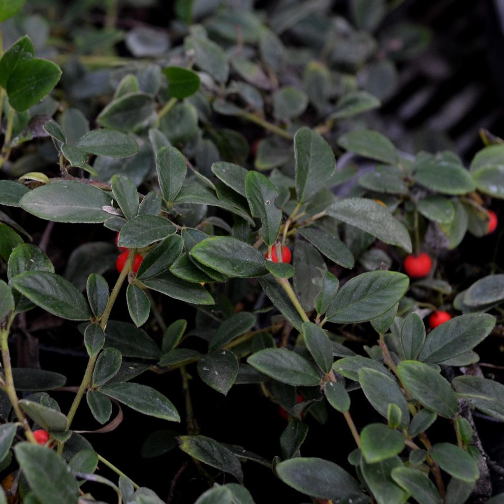 Cotoneaster dammeri - Cotoneaster de gayuba