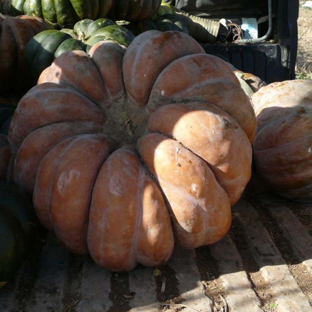 Calabacita amarilla Musquée d'hiver de Provence