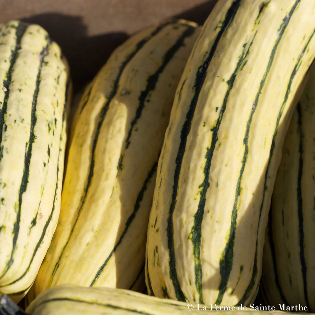 Courge Sweet Potato Bio - Ferme de Sainte Marthe