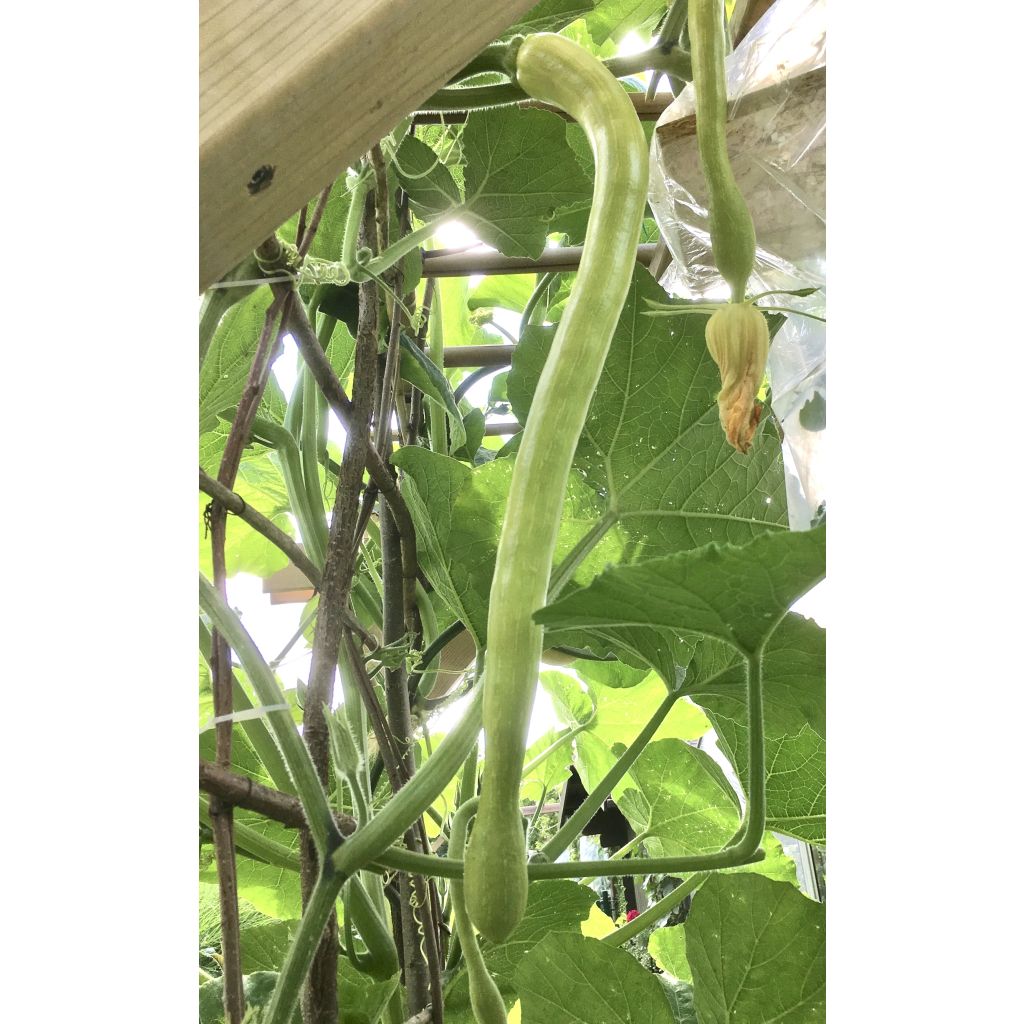 Calabacita amarilla Trompette d'Albenga