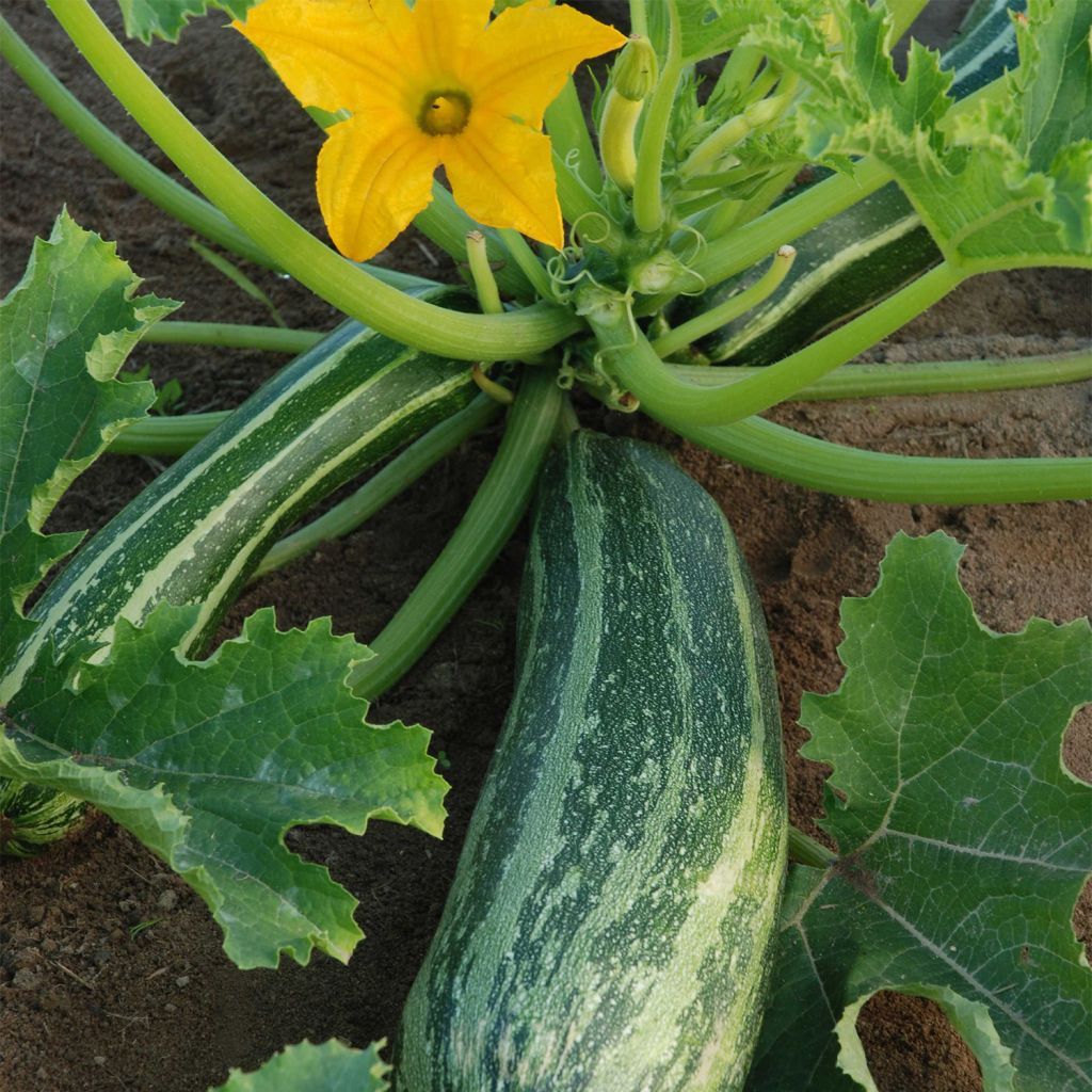 Calabacín Coucourzelle