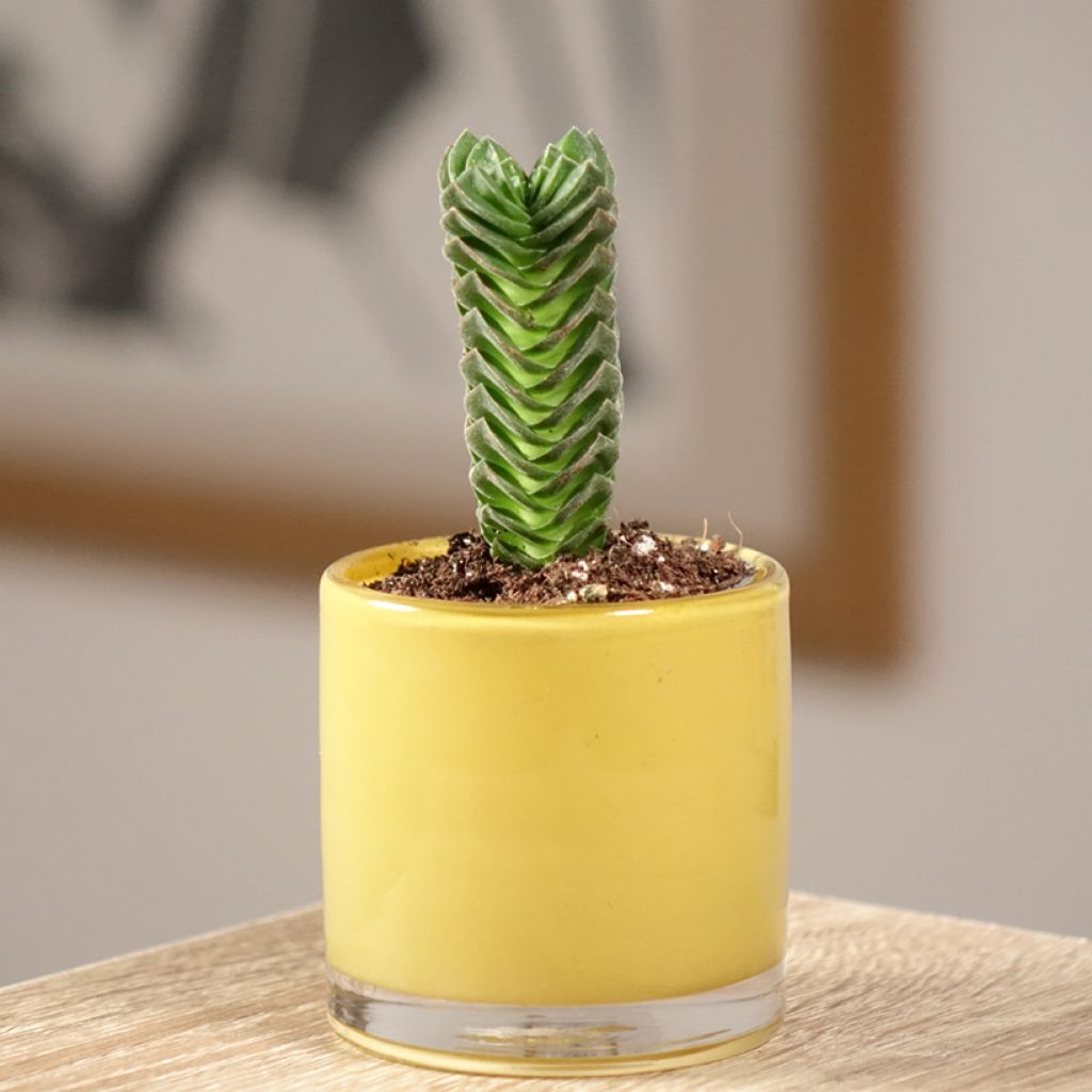 Crásula Buddha's Temple - Crassula pyramidalis