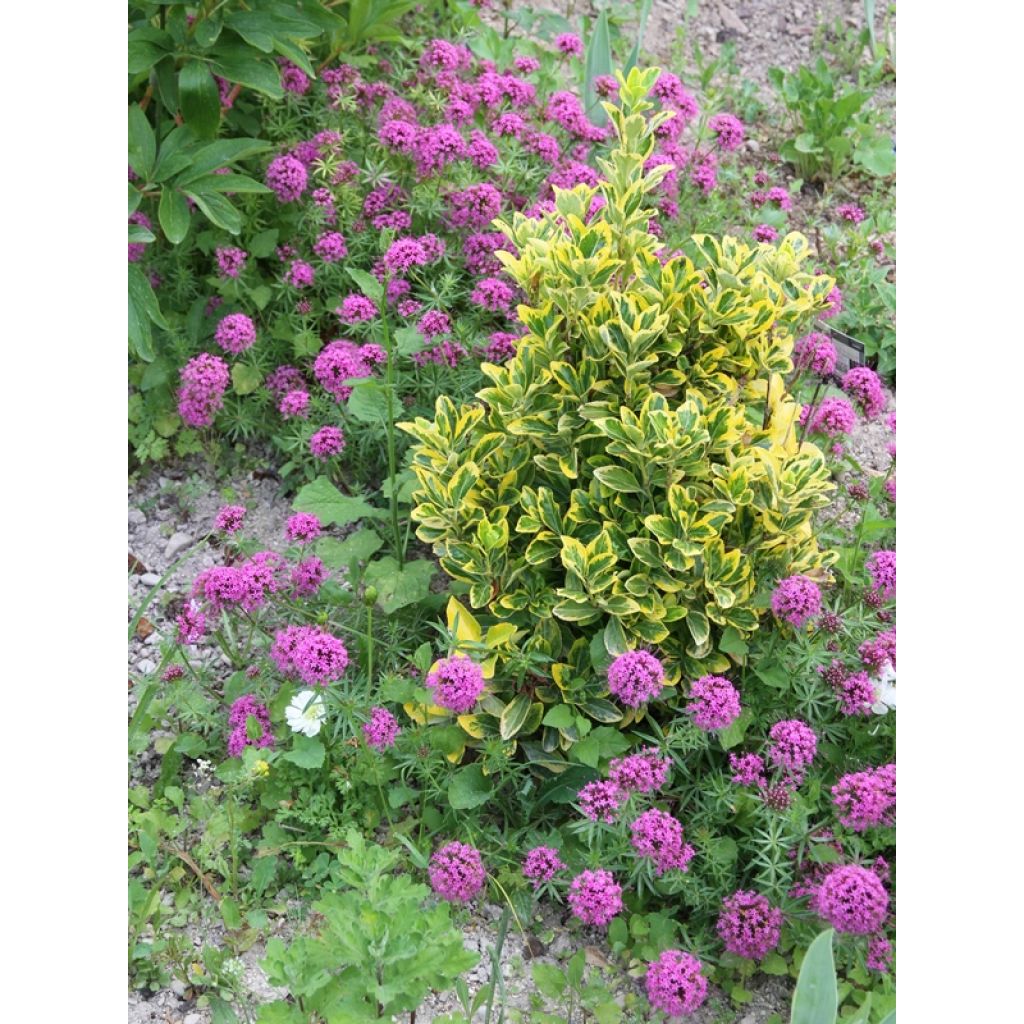 Phuopsis stylosa - Crucianela