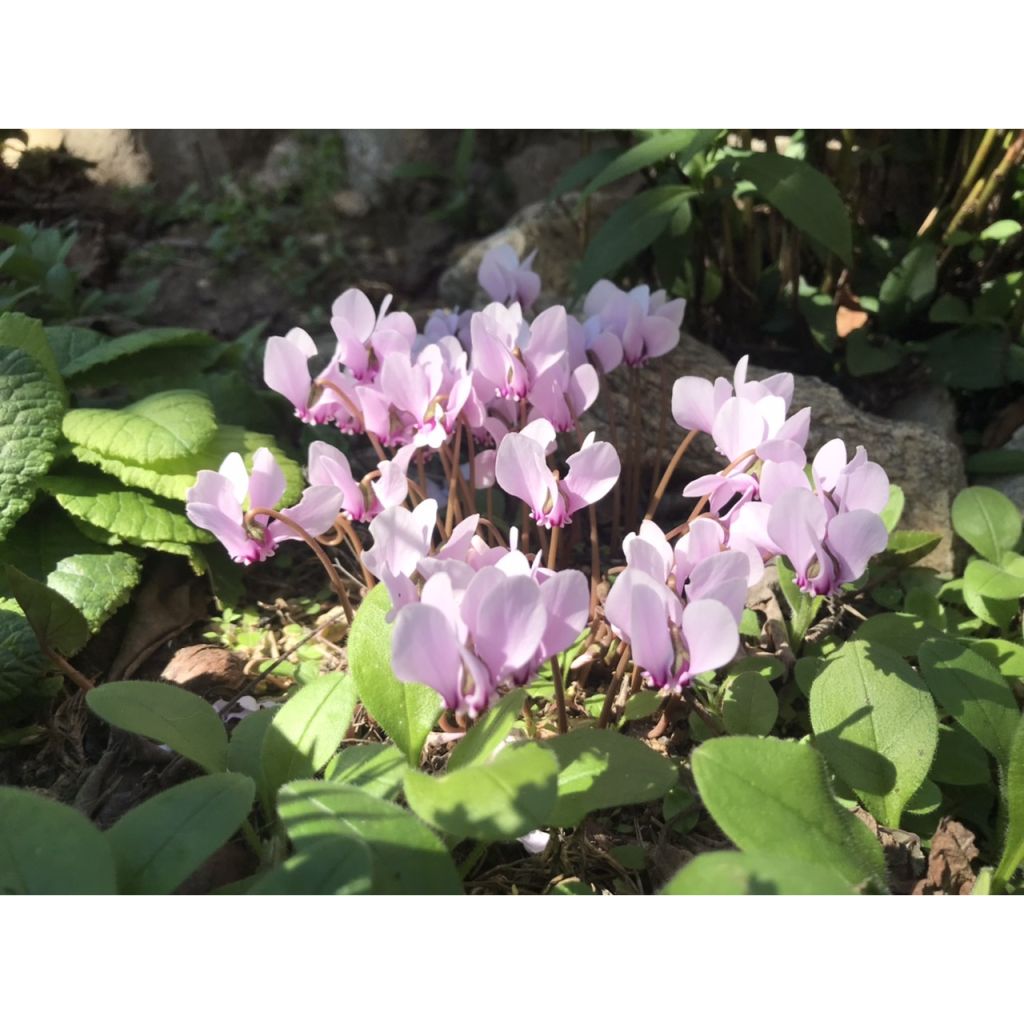 Cyclamen hederifolium