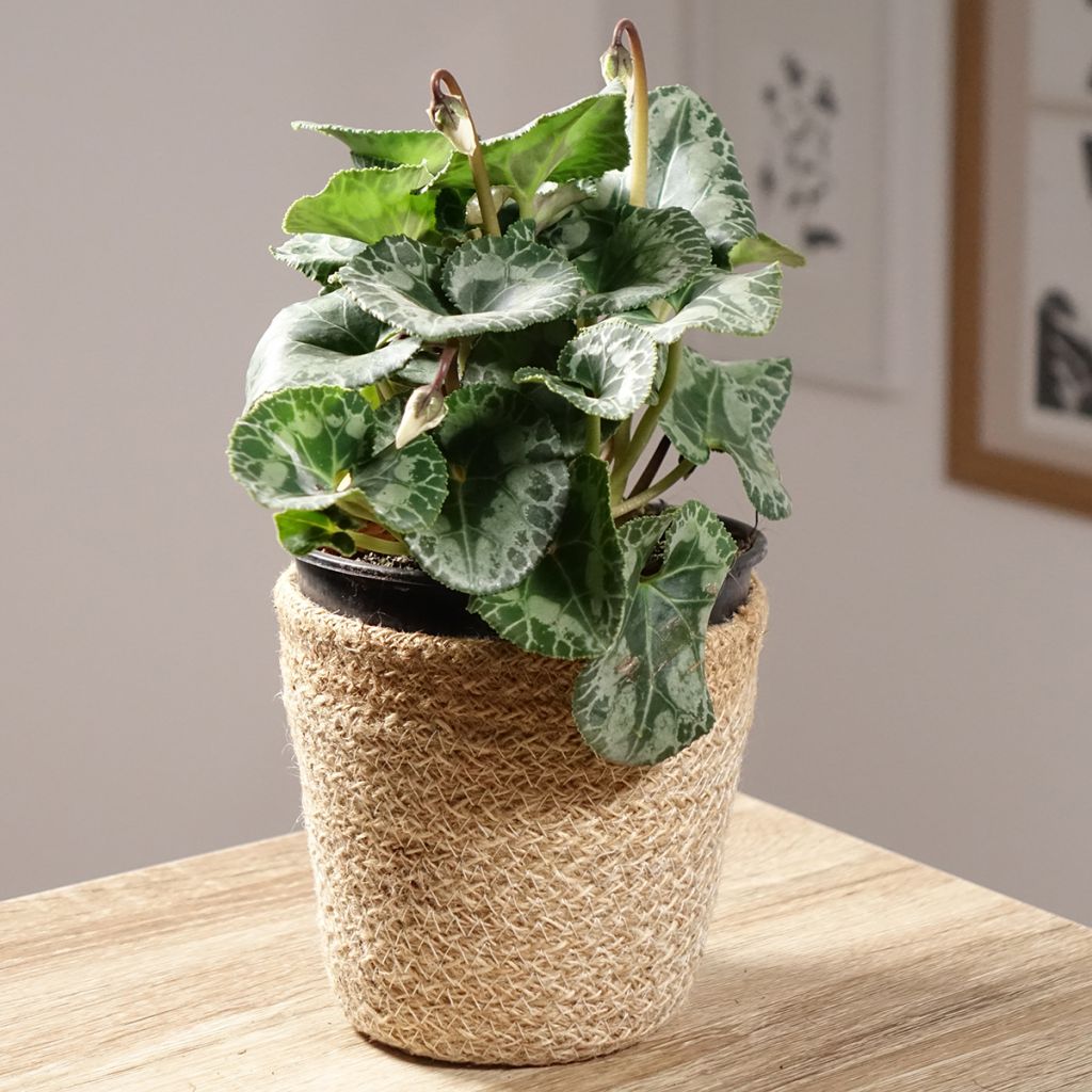 Cyclamen persicum blanco