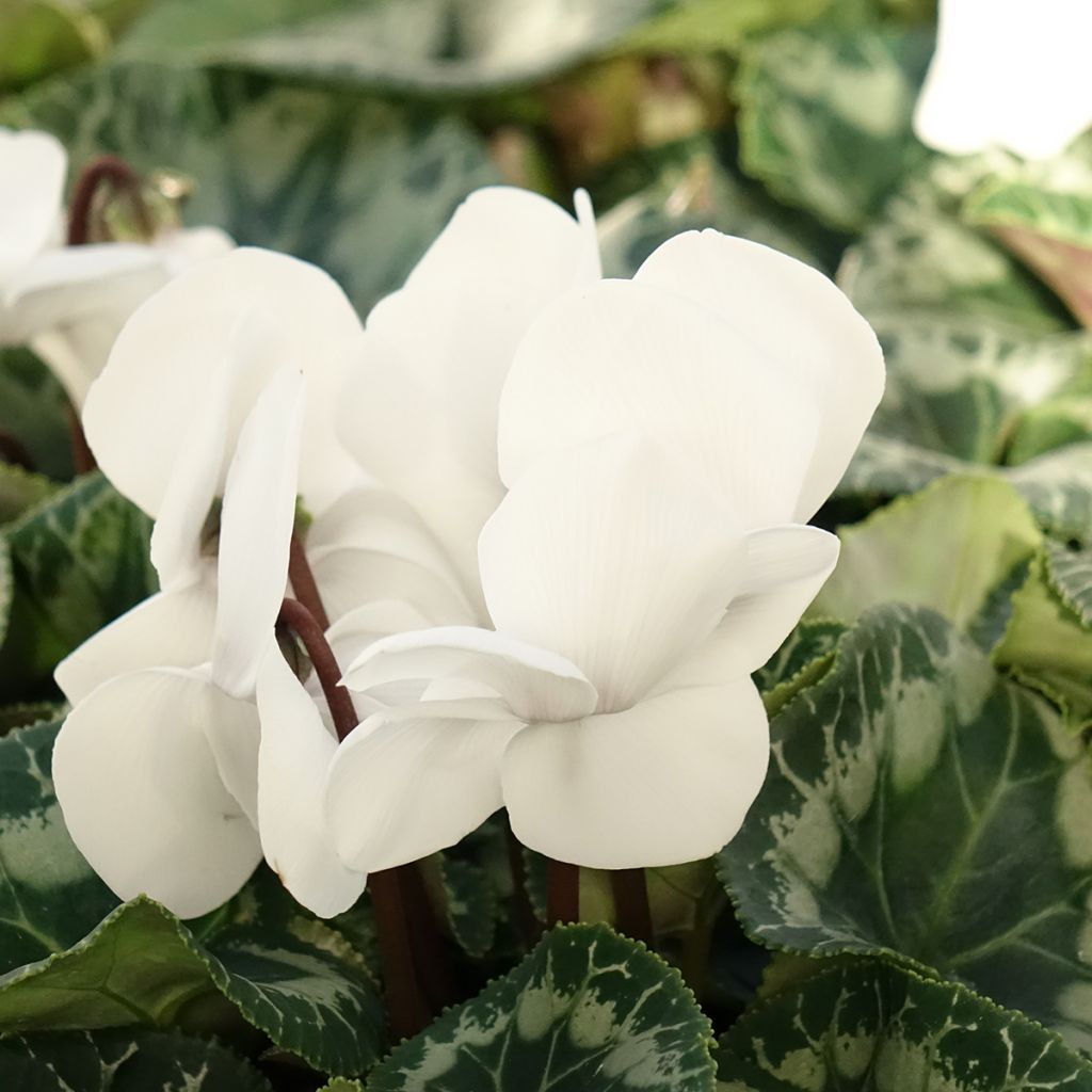 Cyclamen persicum blanco