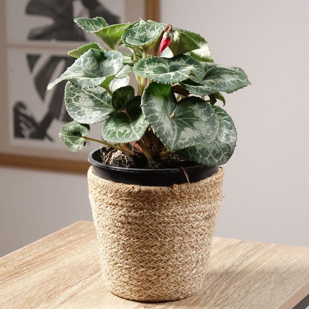 Cyclamen persicum rojo