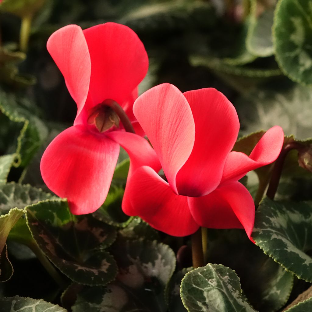 Cyclamen persicum rojo