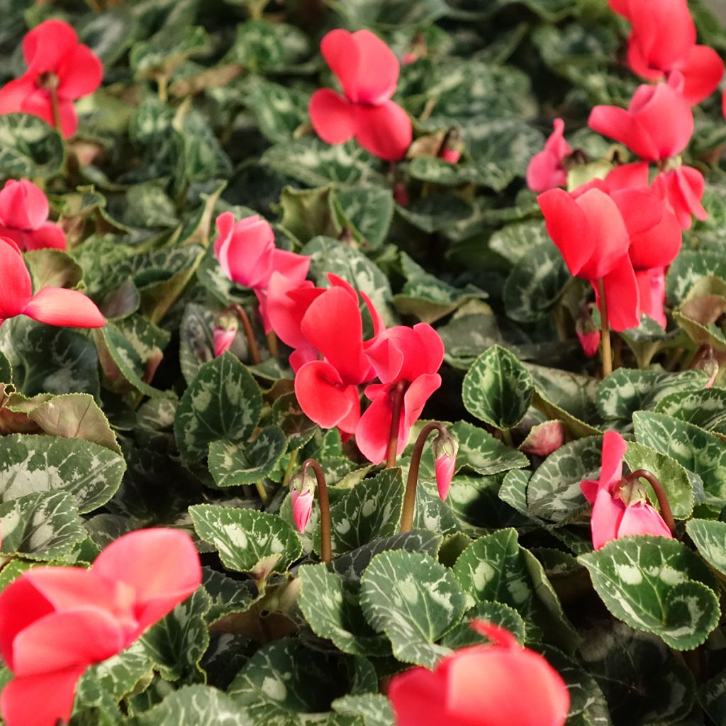 Cyclamen persicum rojo