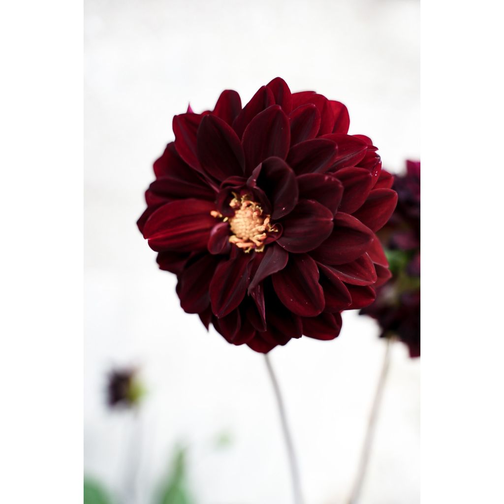 Dalia decorativa Arabian Night