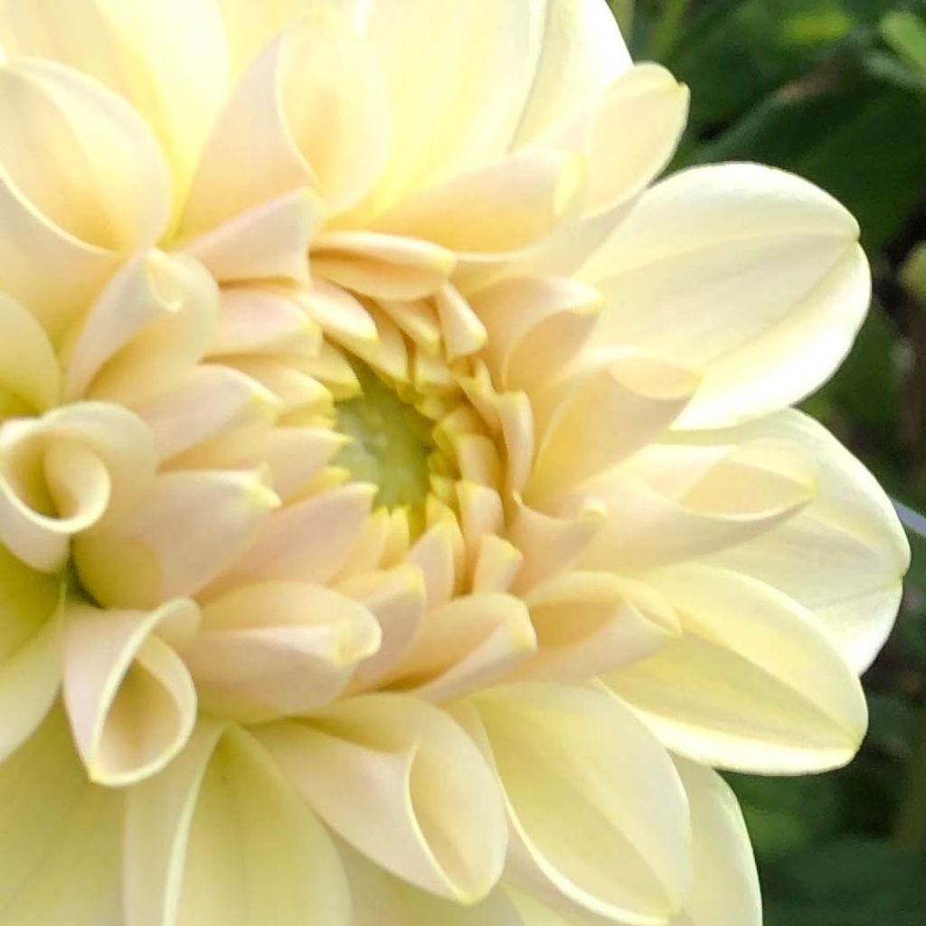 Dalia decorativa Caramel Antique