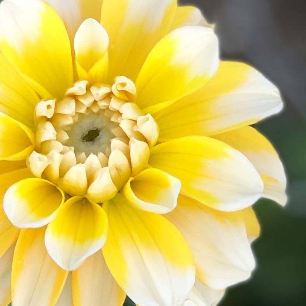 Dalia decorativa Lemon Cane